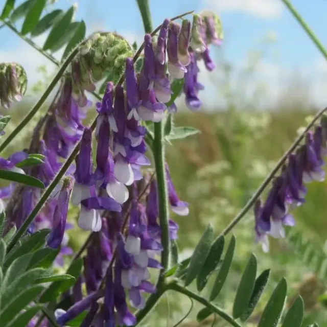 MediGran Vicia villosa Bonte wikke zaden groenbemester