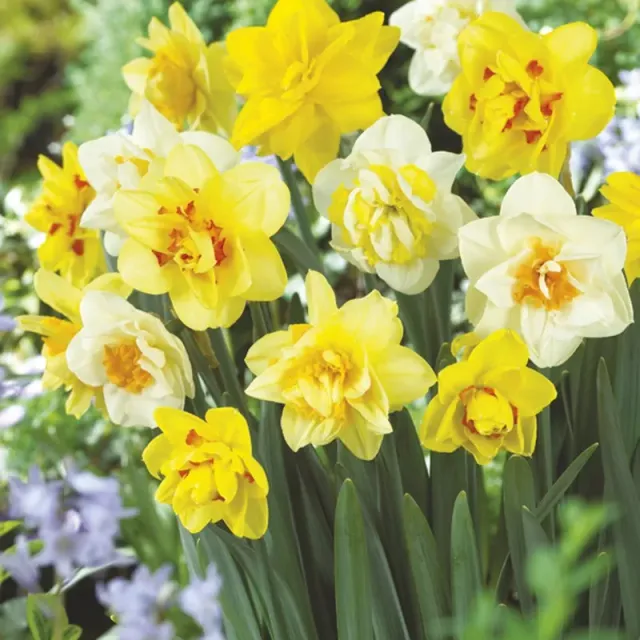 World Botanics Narcissus Double Mixed narcisbollen 20 stuks dubbel