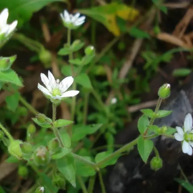 MediGran Stellaria media Vogelmuur zaden eetbaar