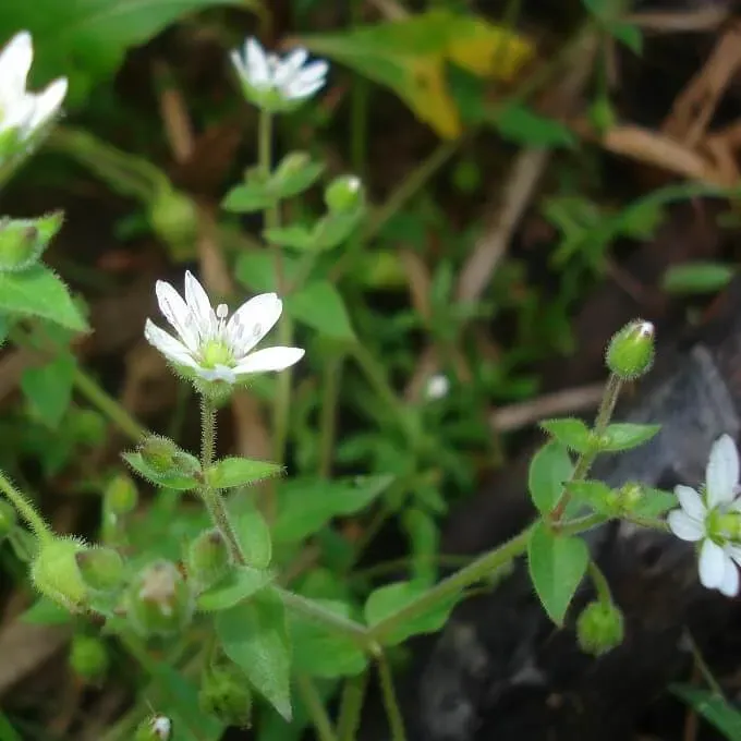 MediGran Stellaria media Vogelmuur zaden eetbaar