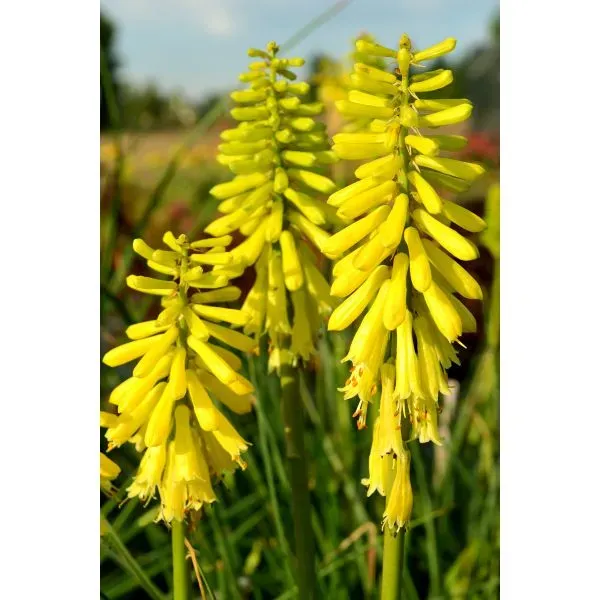 World Botanics Kniphofia Lemon Popsicle potplant 9cm