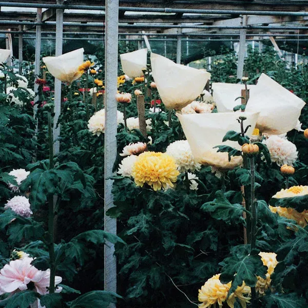 World Botanics Bloom bloemzakjes groot papier