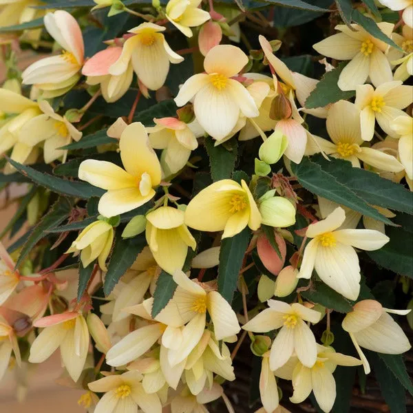 World Botanics Starshine begonia jonge planten 5 stuks hangmix