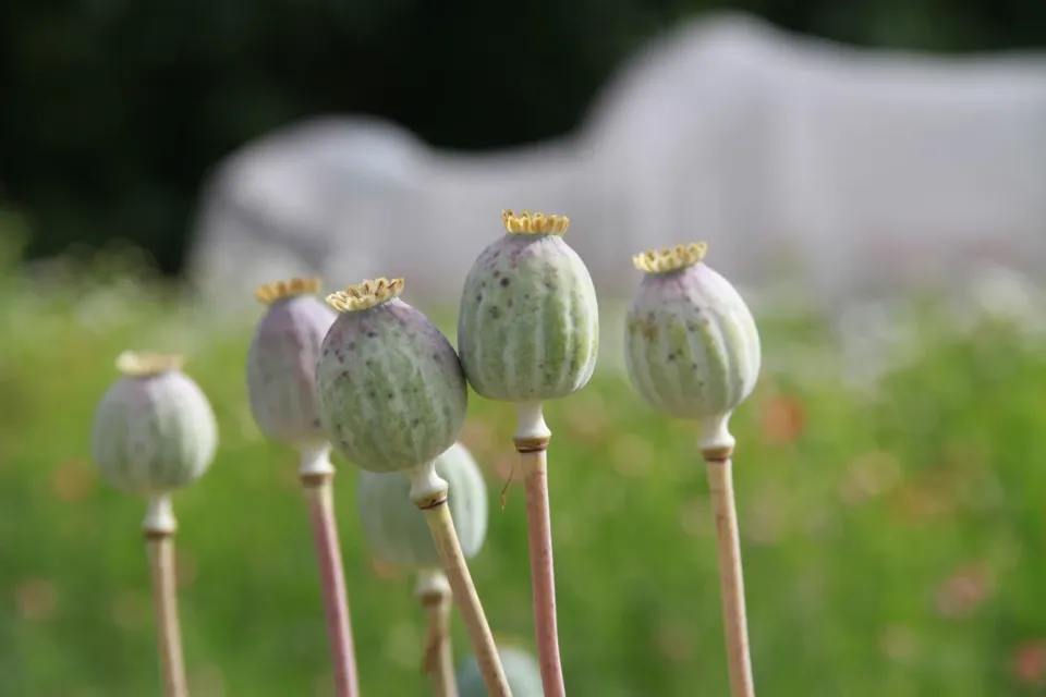 Vitale Rassen Papaver Bowling Ball zaden onbespoten