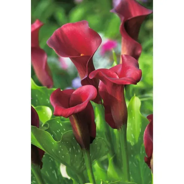 World Botanics Zantedeschia Red Alert bloembollen rood