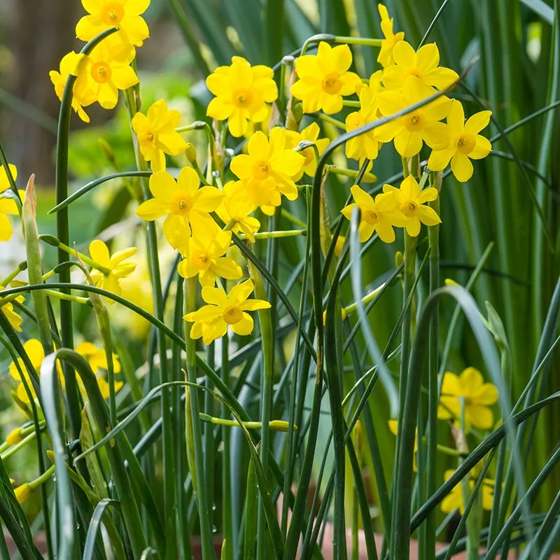 World Botanics Narcissus Baby Moon narcisbollen geel 15 stuks