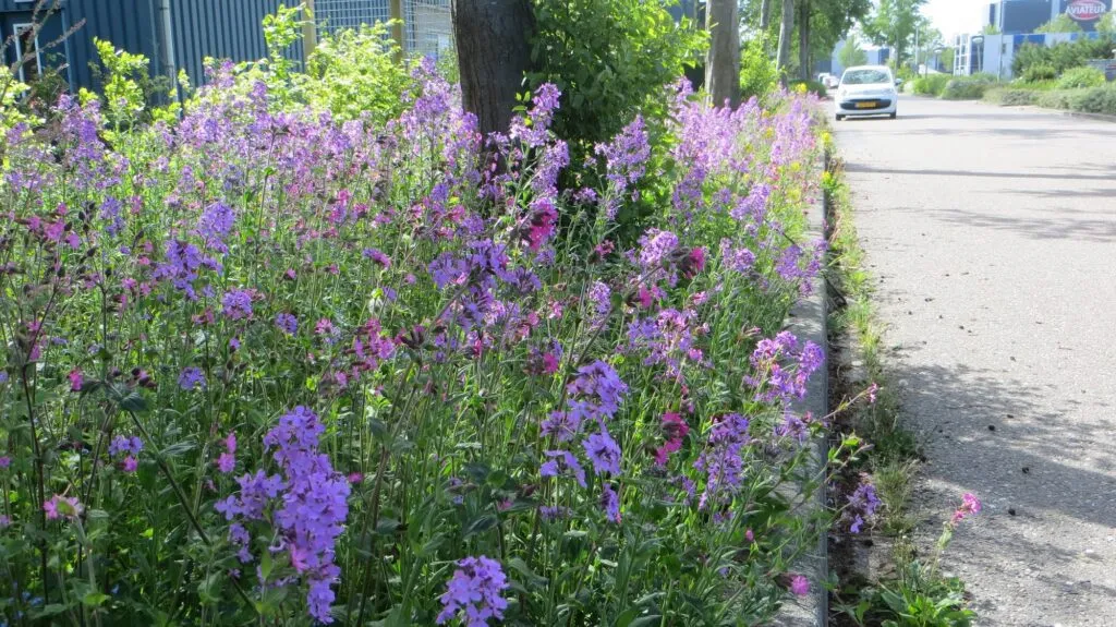 MediGran Schaduwflora HV-47 zaden vochtige schaduw