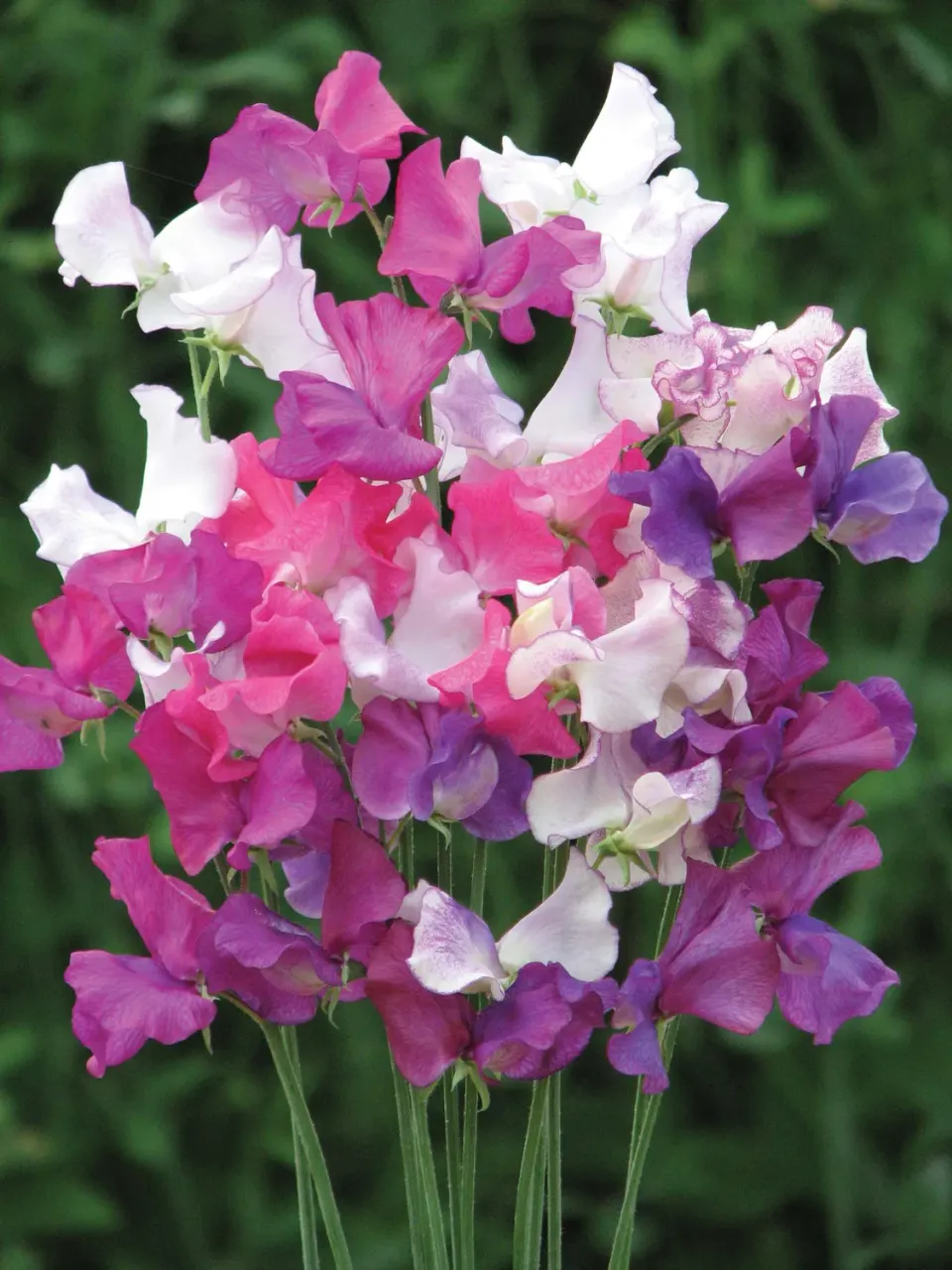 World Botanics Sweet Pea Muse Siererwt Zaden pastel geurend