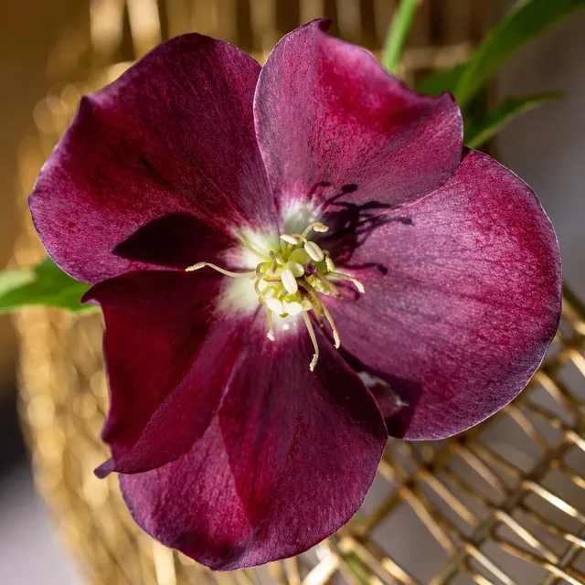 World Botanics Helleborus Halcyon Early Dark Red kerstroos 9cm donkerrood