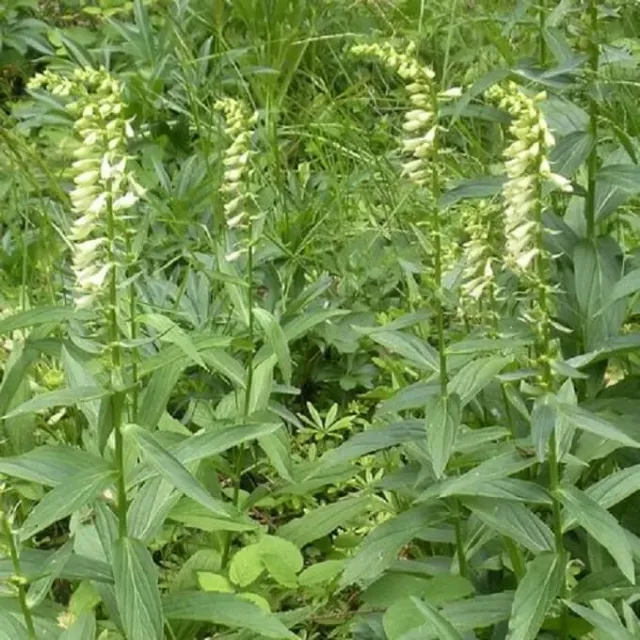 MediGran Digitalis lutea geel vingerhoedskruid zaden