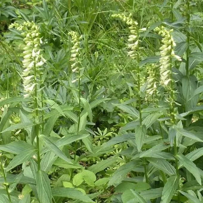 MediGran Digitalis lutea geel vingerhoedskruid zaden