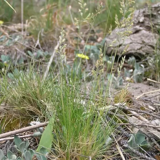 MediGran Festuca filiformis fijn schapengras zaden gras
