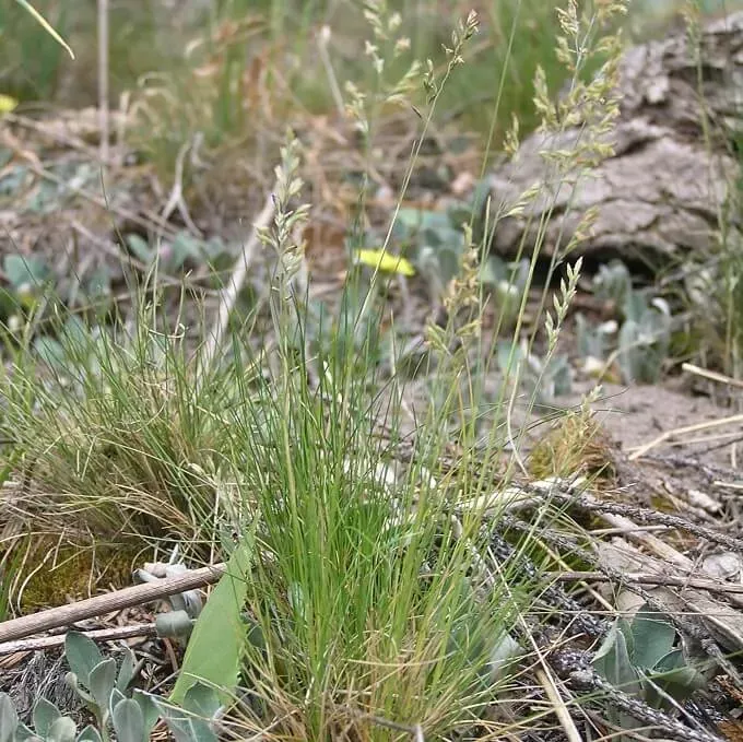 MediGran Festuca filiformis fijn schapengras zaden gras