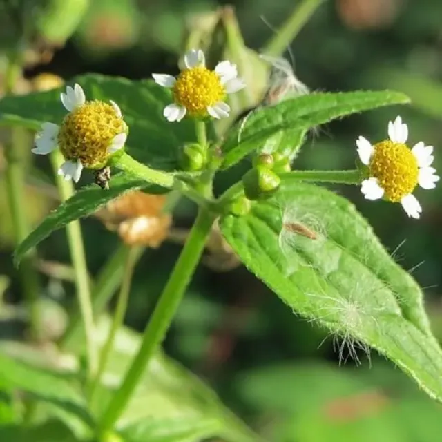 MediGran Galinsoga parviflora zaden kaal knopkruid