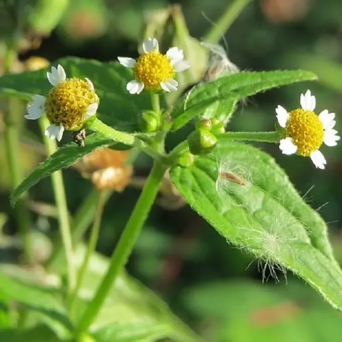 MediGran Galinsoga parviflora zaden kaal knopkruid