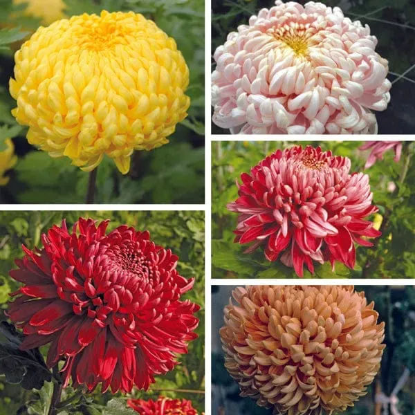World Botanics Chrysanthemum Growers Collection 5 planten snijmix