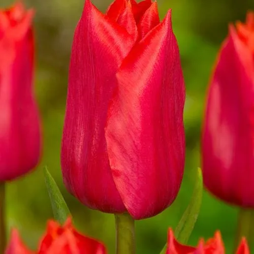 World Botanics Tulip Red Purissima bloembollen 15 stuks