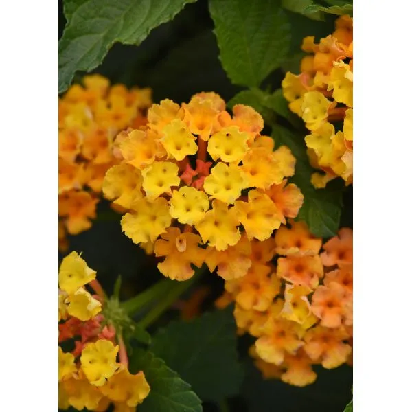 World Botanics Lantana Bloomify bloemplanten 15 stuks mix