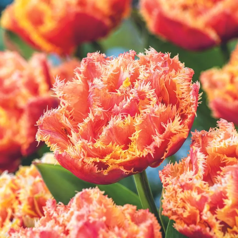 World Botanics Brisbane tulpenbollen 15 stuks dubbel