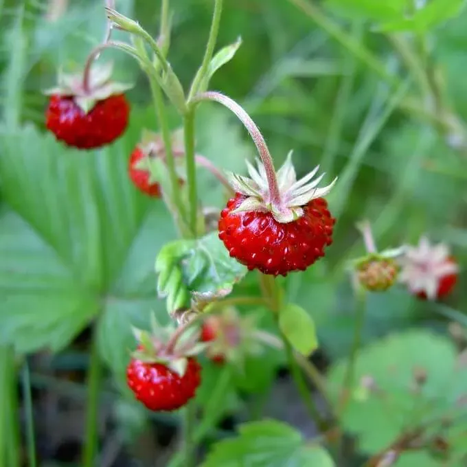 MediGran Fragaria vesca Bosaardbei zaden onbespoten