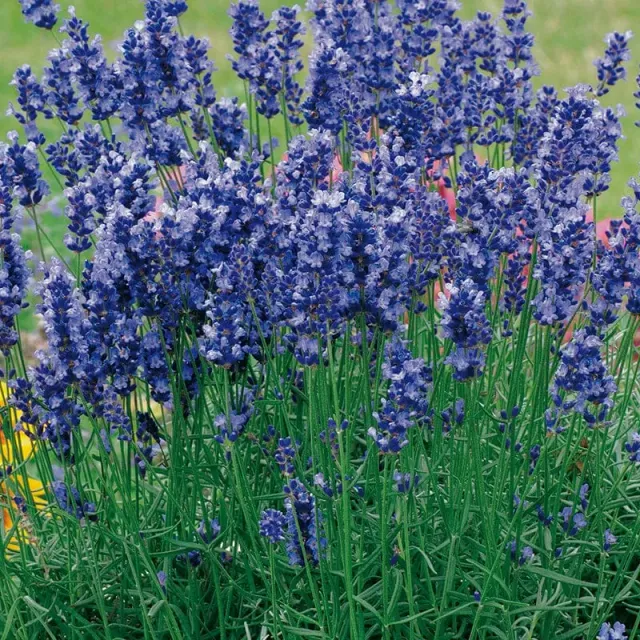 World Botanics Lavendel Hidcote potplant 1x 9cm winterhard