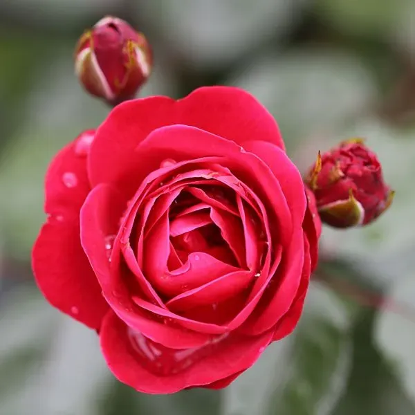 World Botanics Precious Ruby floribunda roos kale wortel rood