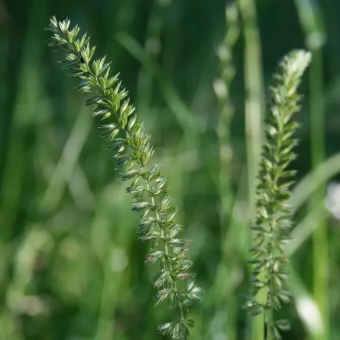 MediGran Cynosurus cristatus Kamgras zaden grasland