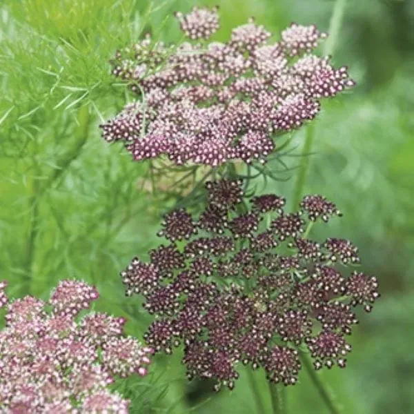 World Botanics Purple Kisses daucuszaden mix