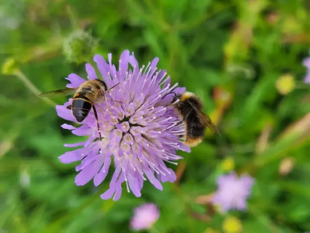MediGran Knautia arvensis Beemdkroon zaden lila bloemen
