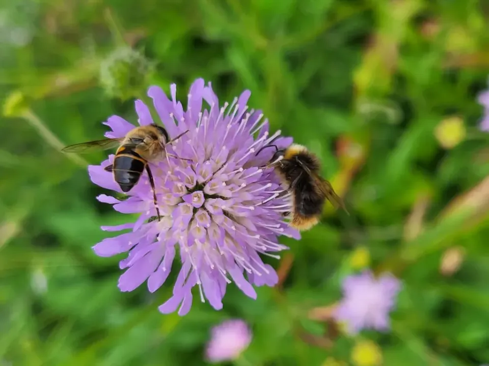 MediGran Knautia arvensis Beemdkroon zaden lila bloemen
