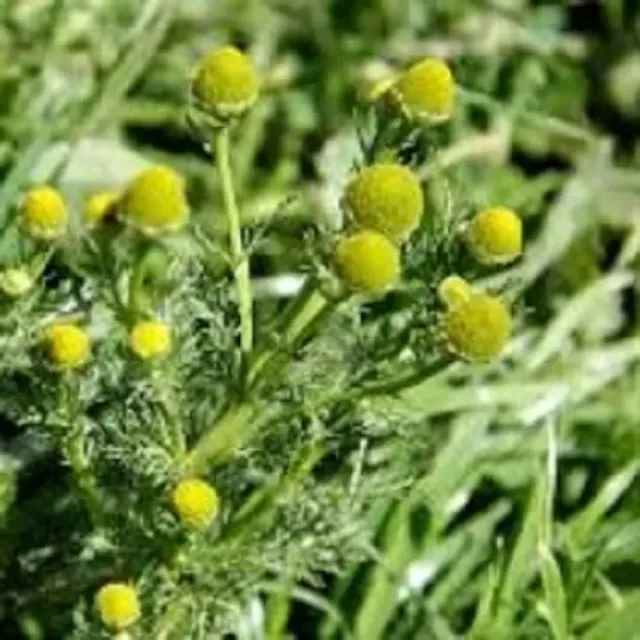 MediGran Schijfkamille Matricaria discoidea zaden