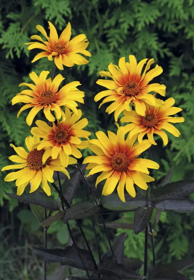 World Botanics Burning Hearts heliopsis zaden vast