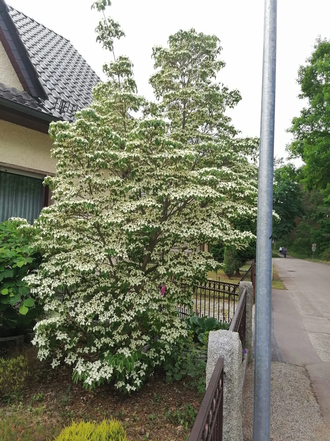 De Tuinen van MergenMetz Schmetterling kornoelje plant 1 meter