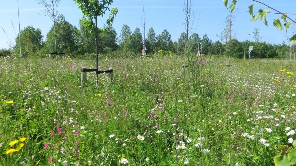 MediGran Graslandflora GD-67 bloemenmengsel zandgrond