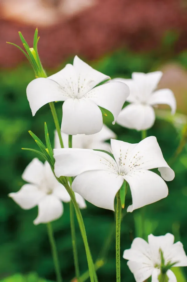 World Botanics Agrostemma Milas White Queen zaden wit
