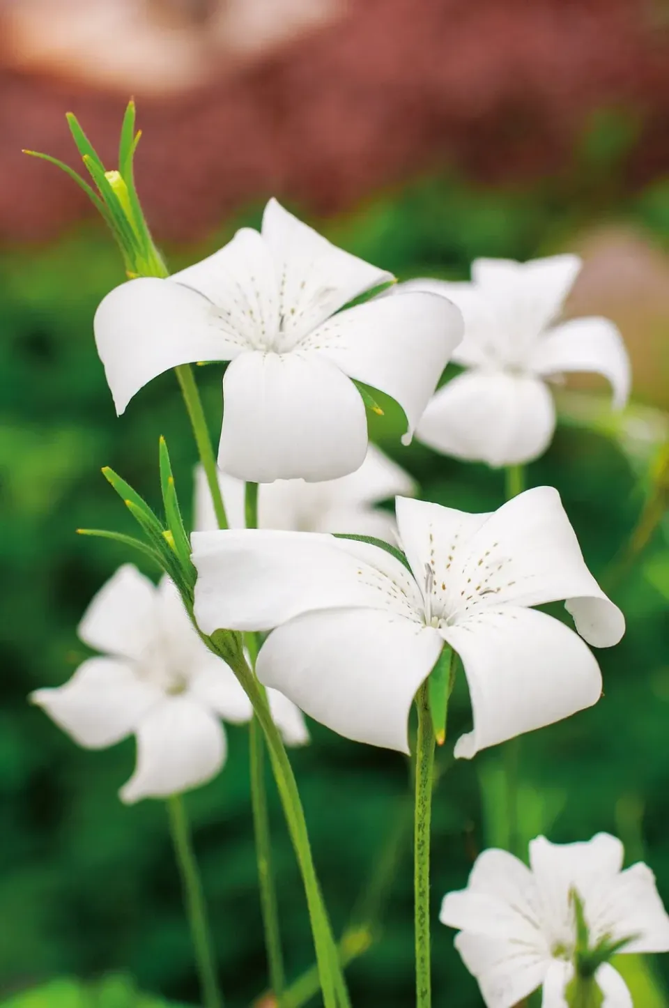 World Botanics Agrostemma Milas White Queen zaden wit