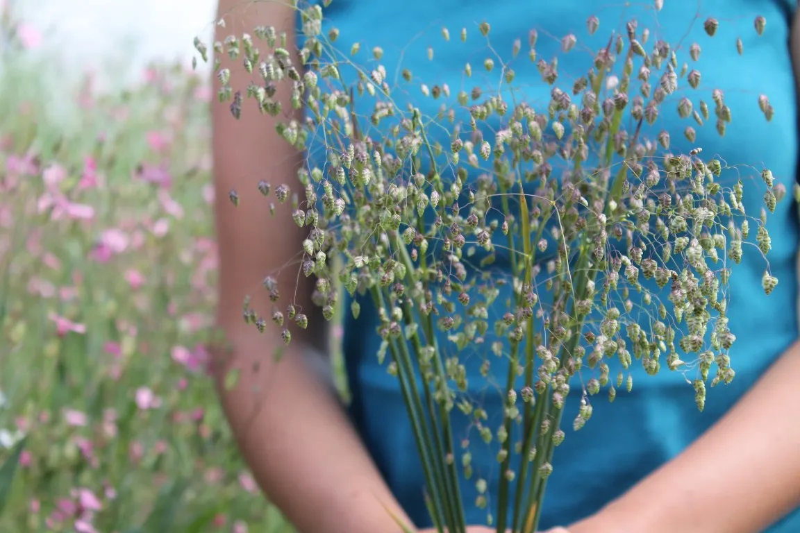 Vitale Rassen Bevertjesgras siergraszaden onbespoten