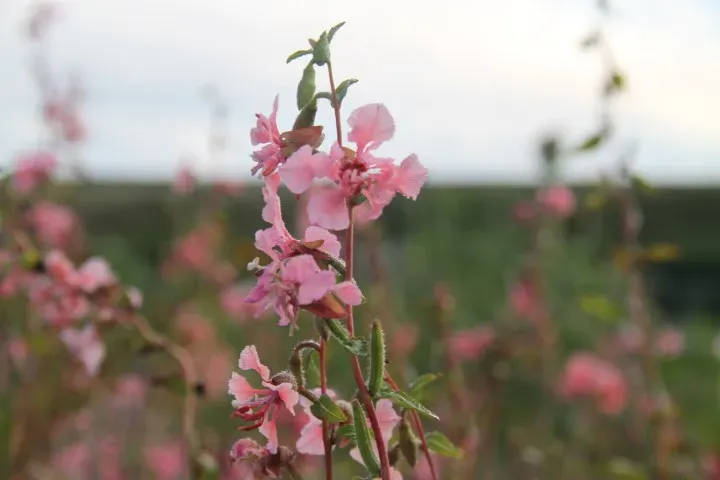 Vitale Rassen Amandelroosje zalmroze bloemzaden onbespoten