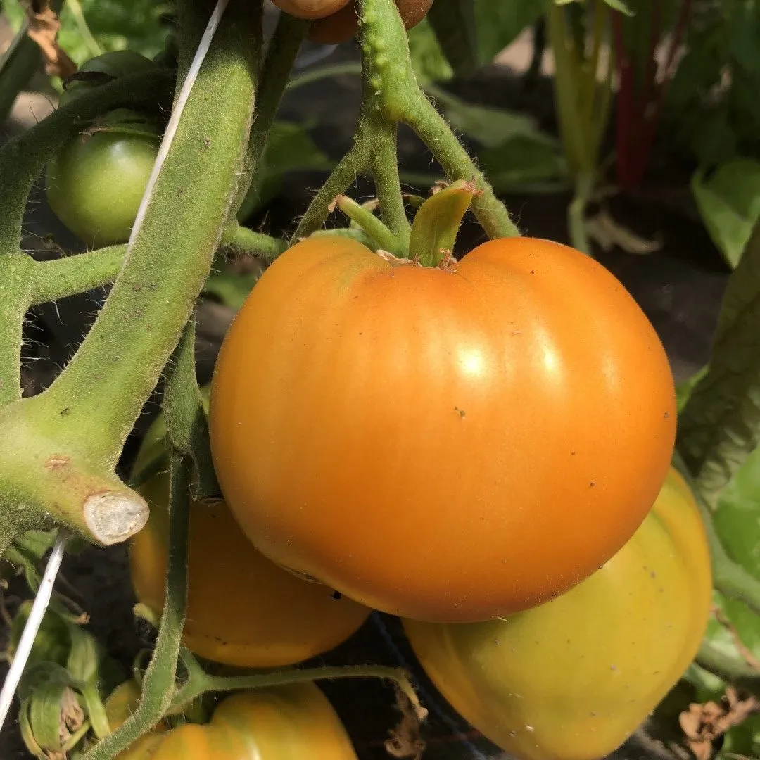 Vitale Rassen Vleestomaat Coeur de Boeuf Orange zaden