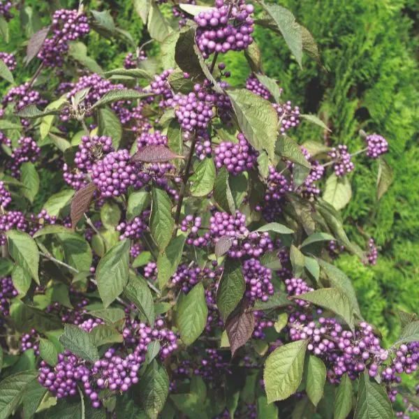 World Botanics Callicarpa Bodinieri Profusion struik 1 x 9cm