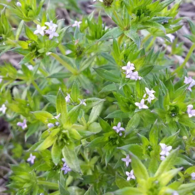 MediGran Blauw walstro zaden onbespoten
