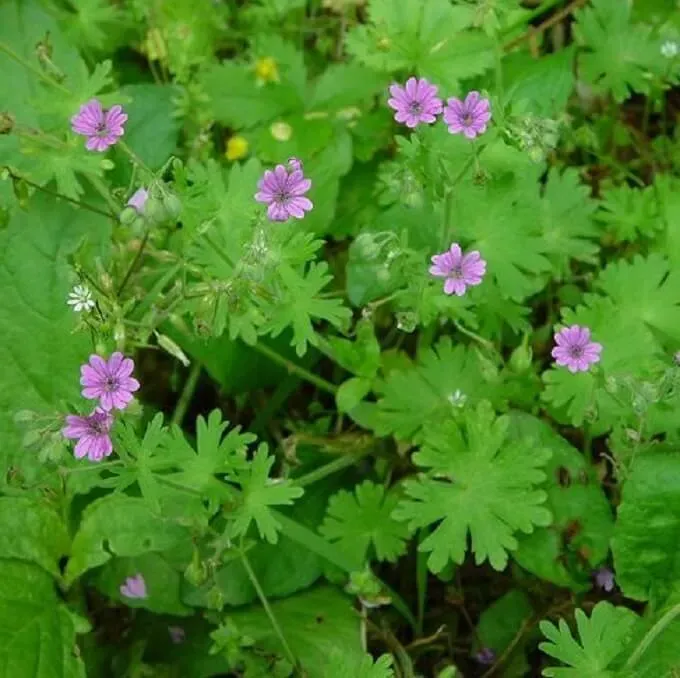 MediGran Geranium molle zaden zachte ooievaarsbek onbespoten
