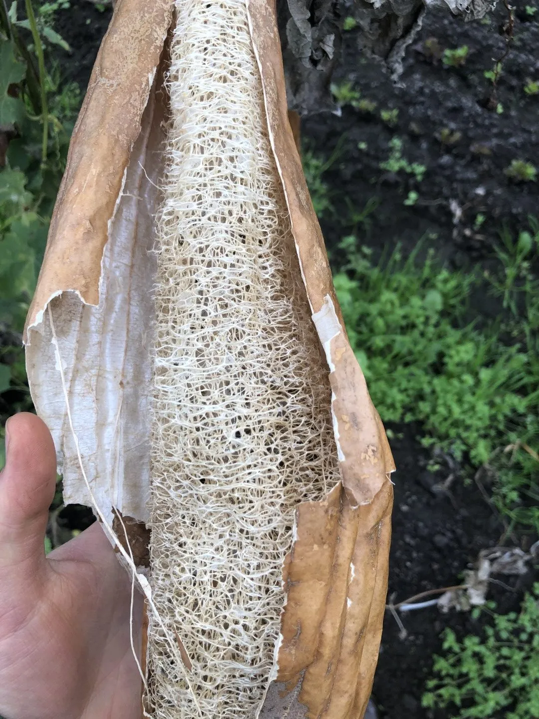 Vitale Rassen Luffa Burete Verde zaden