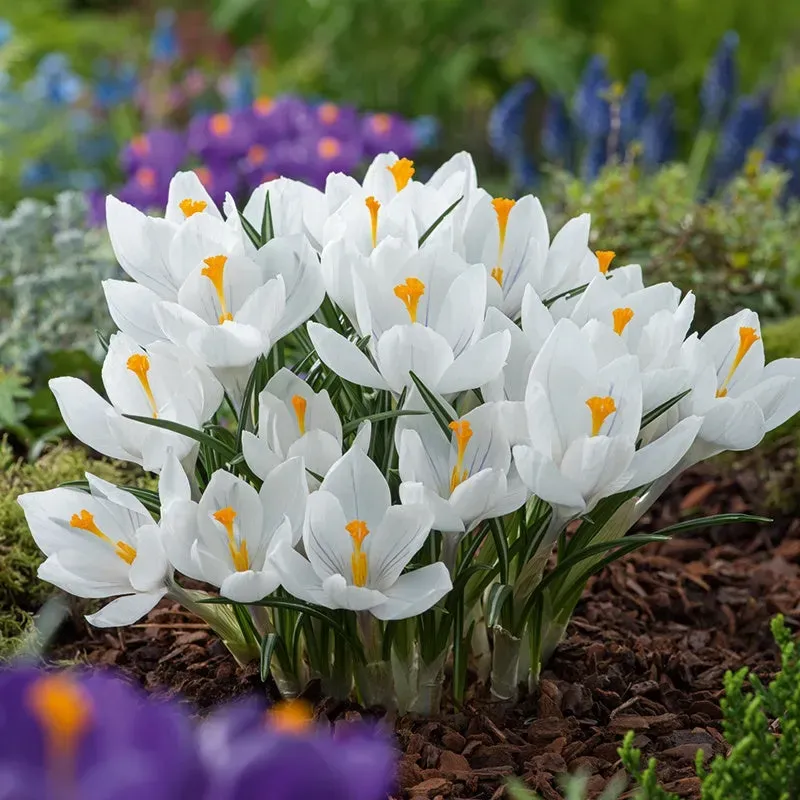 World Botanics Jeanne d'Arc krokus bloembollen 25 stuks wit