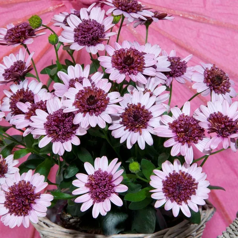World Botanics Osteospermum Double Berry White 5 jonge planten
