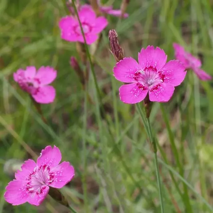 MediGran Dianthus deltoides Steenanjer zaden onbespoten