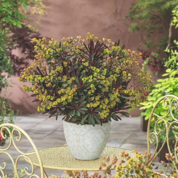 World Botanics Miner's Merlot wolfsmelk plant 9cm pot wintergroen