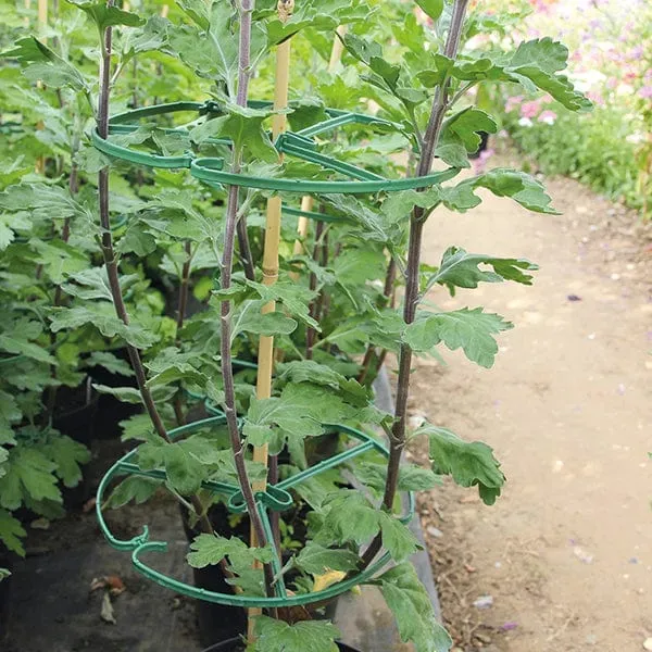 World Botanics bloemen steunringen 10 stuks 25 cm herbruikbaar