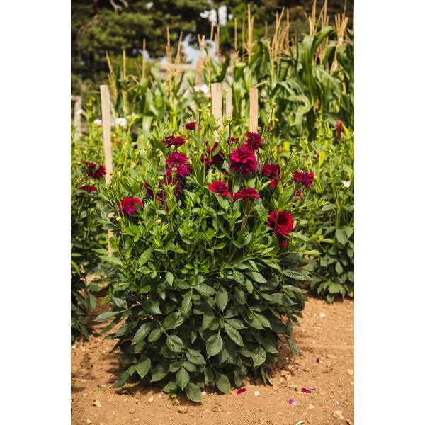 World Botanics Dahlia Mister Blue bloemplant 1 knol roze-paars