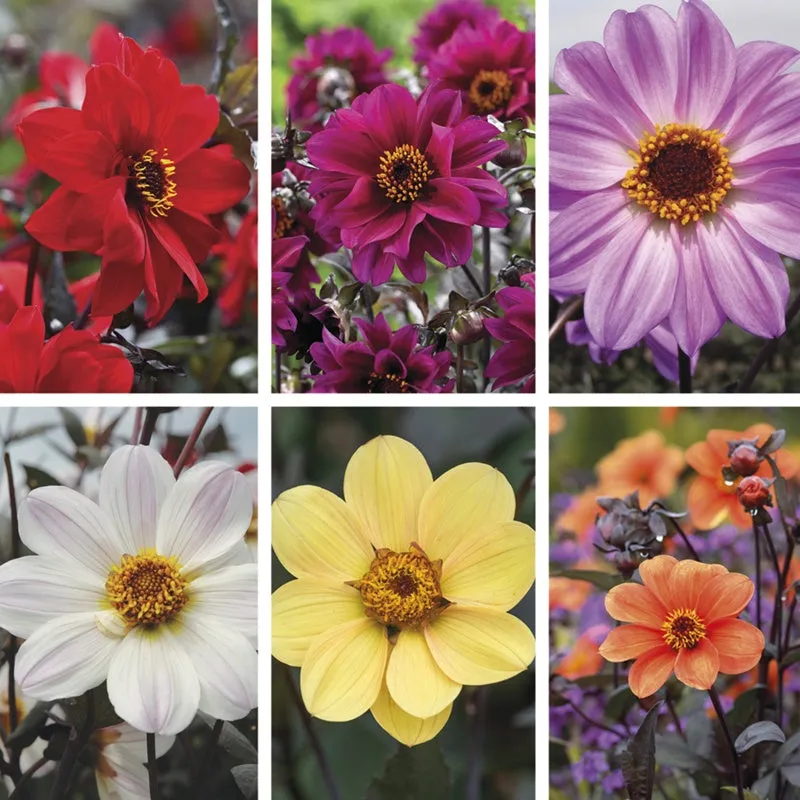 World Botanics Bishop dahlia knollen collectie 6 stuks donker blad